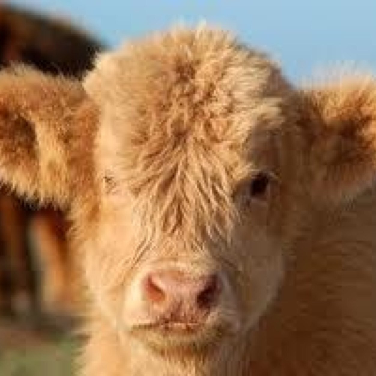 Working with beef farmers to improve condition and quality of cattle