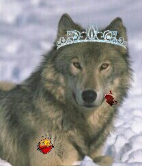 lalooba_'s profile picture. Cuenta oficial de la looba. A mis padres les dijeron: Si aulla es una loba.Y aullé. Shakira me dedicó una canción y aun sigo en el armario con ganas de salir