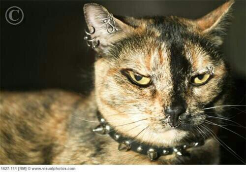 EricKitty_'s profile picture. Nya Nya motherfucker