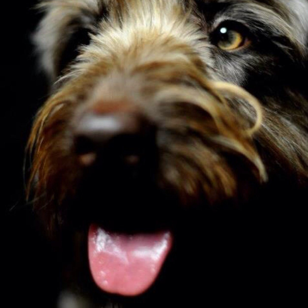 Hi I'm Ruby the Labradoodle! I look after Twitter for busy Lizzie, owner of Lizzie's Pet Care! http://t.co/A5zYFZuX70
