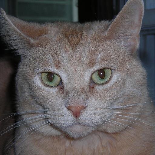 LuxusRS's profile picture. Computer gamer, Costume maker, and teacher