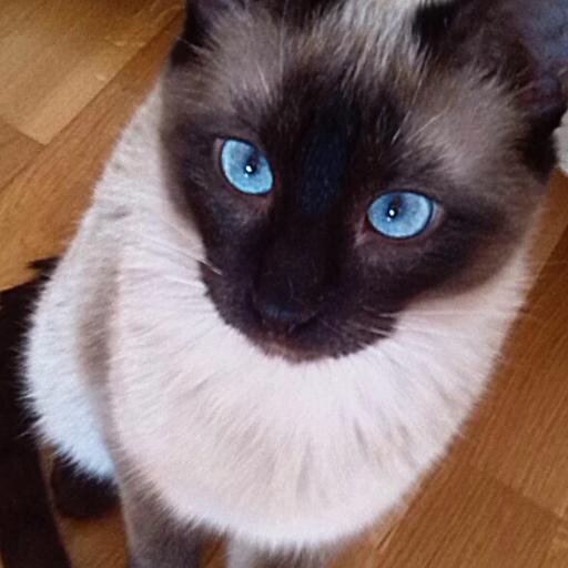 Me defino como un gato elegante, perteneciente a la alta clase gatuna. Mi mayor afición es viajar.