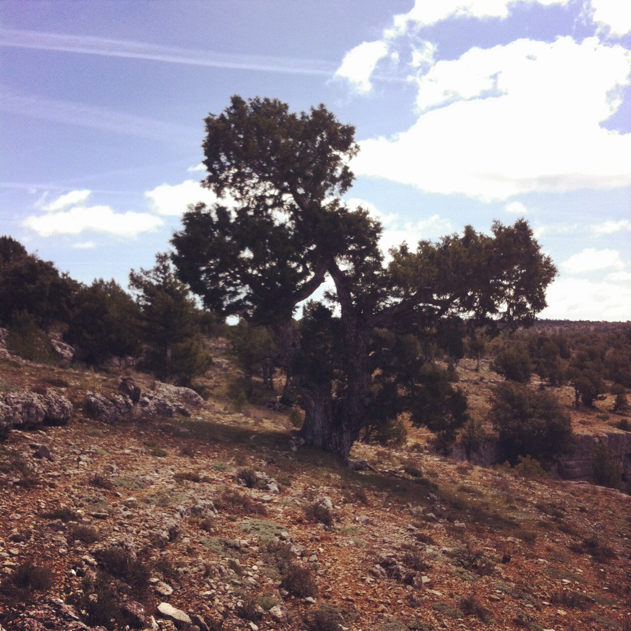 Elena_Forestal's profile picture. Ingeniera Forestal. Freelance dedicada a la Gestión Forestal, Educación Ambiental y Eficiencia Energética. Y desde hace poco Truficultora.