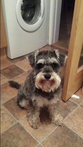 Honda_Cbr1100xx's profile picture. 