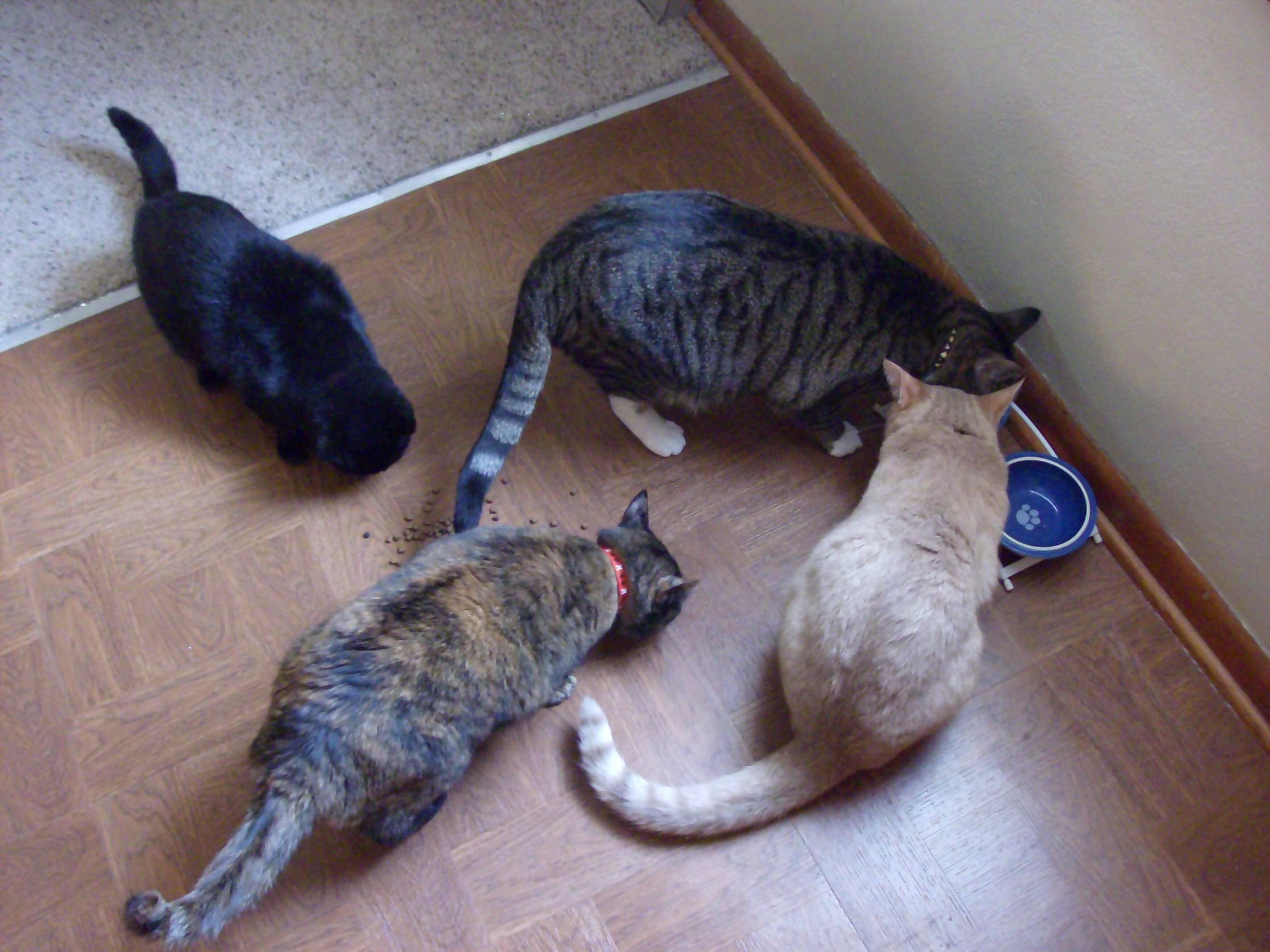 Crazy Cat Lady