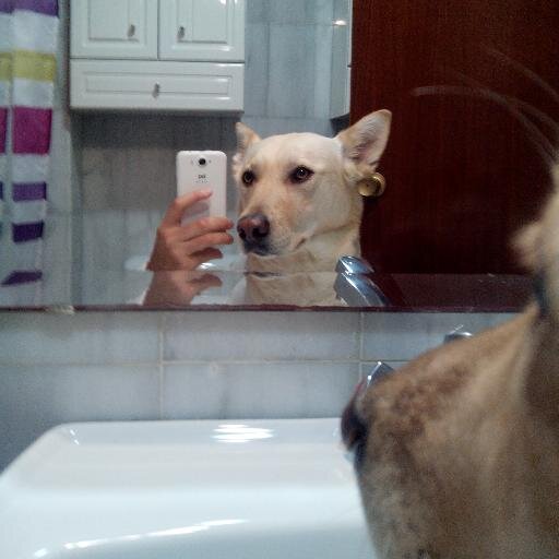 KiraHumanDog's profile picture. Si quieres que la vida te sonría, cambia tu filosofía. 
No lleves una vida de perros. Visita mi canal de youtube