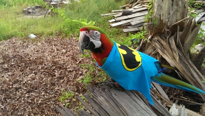 9yo Harlequin Macaw cared for by @j_dext & @Skittles_A_Cat http://t.co/vQYEfl237D
http://t.co/k7mWJcpGD0