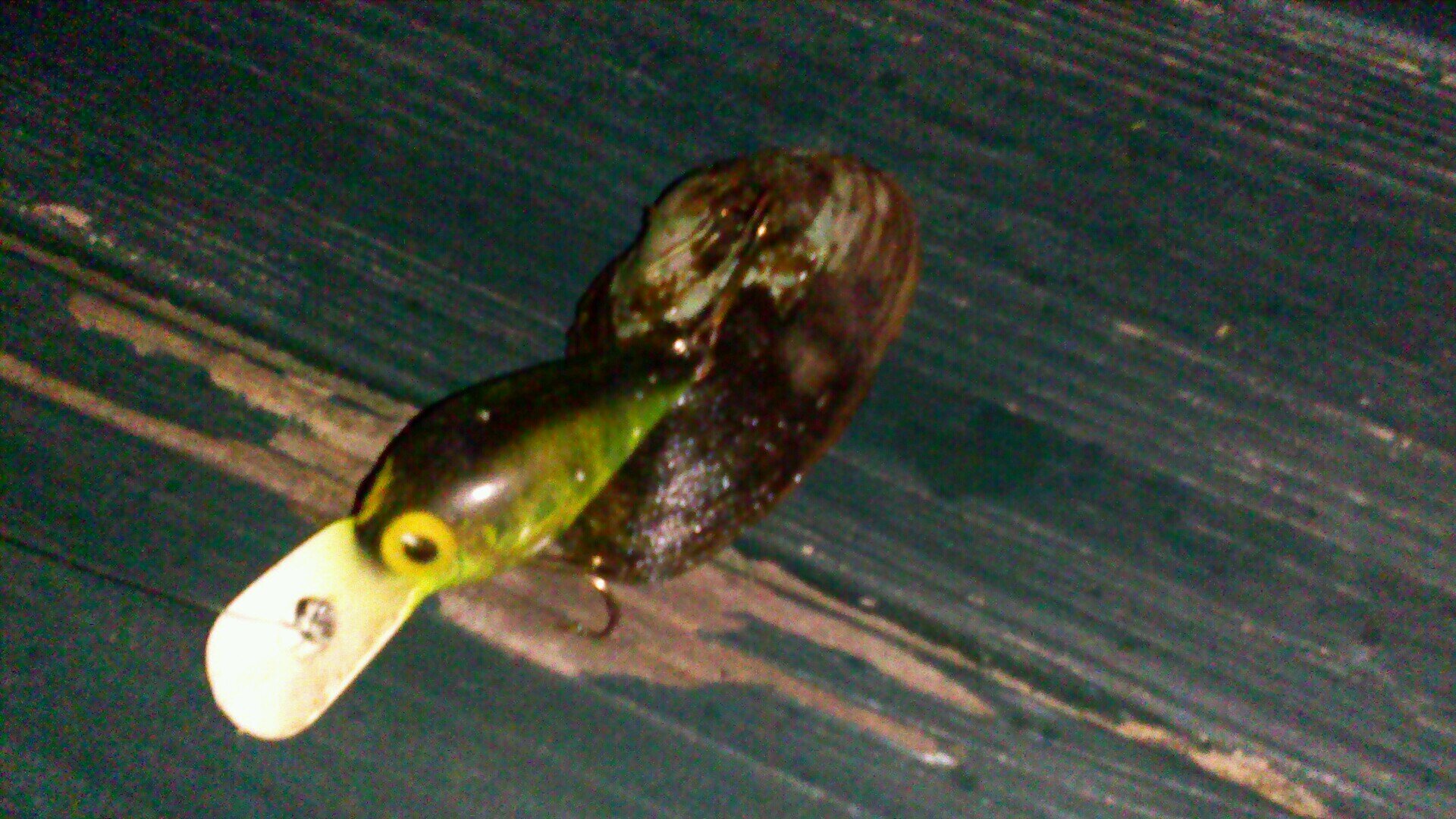 BottomFeederFis's profile picture. Some people live football, I live like a fish.. I fish every and anywhere there are fish