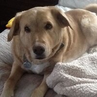 Melissa Richards (@gardenmelissa) 's Twitter Profile
