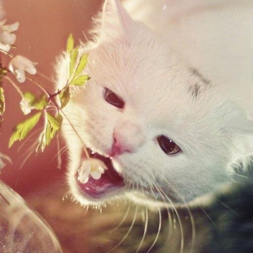 adibaars's profile picture. Люблю поныть в твиттер, пиццу с ананасами и Никиту Малинина.