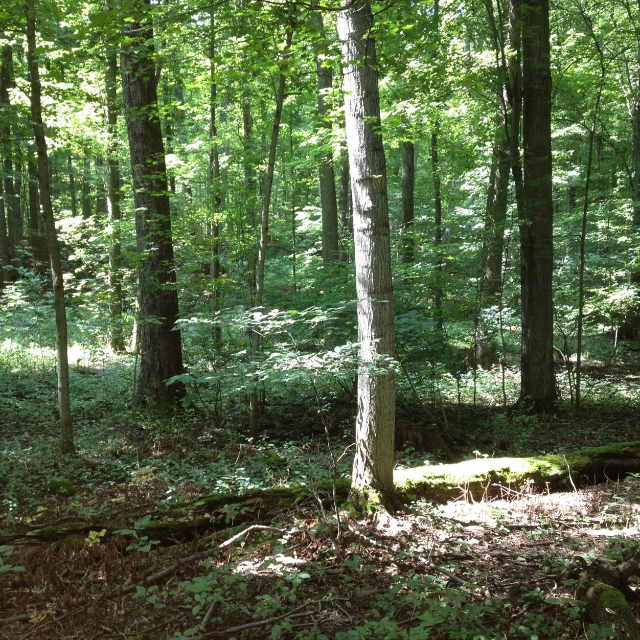 gsicraig's profile picture. 