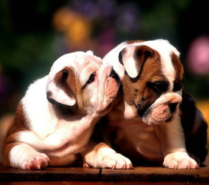 rdw318's profile picture. My philosophy of life is that of an Asian Red Panda!