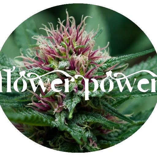 Comunidad internacional interesada en la expansión de la cultura cannábica. Auto  cultivo, viajes, entretenimiento. DIY. Arte y más