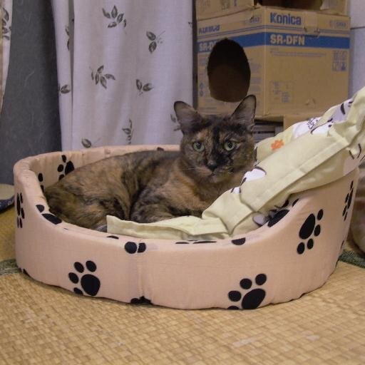 パズル好き、機械物好き、動物好き、写真好きのおばあちゃんです。いろんな事にいっちょかみしています。