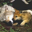 Anna Herron - @AnimalLoverFore - Twitter