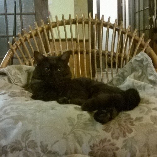 Voici Mimi D'amour le chat le plus cool du monde