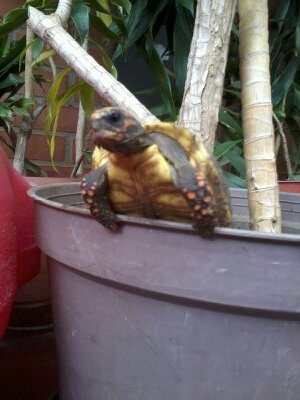 nacho3006's profile picture. NO EXISTE LIMITE ALGUNO PARA CONSEGUIR LA LIBERTAD. VENEZOLANO