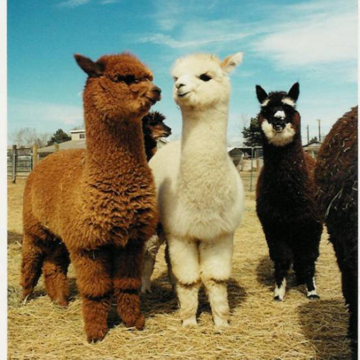 ALPACA LOVERS WELCOME                       we are a no hate society everyones welcome   we are an international fan club!