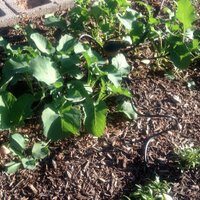 Hot Homesteading  (@hothomesteading) 's Twitter Profile