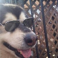 Neb (@haa4x) 's Twitter Profile