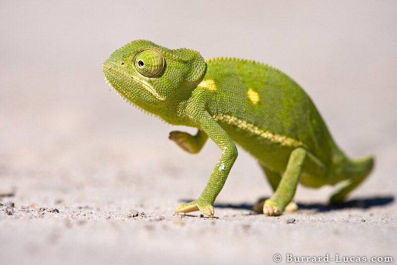 Everything Reptiles, News, Reviews, Care