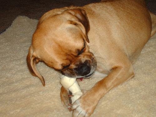 i am a 4 old puggle