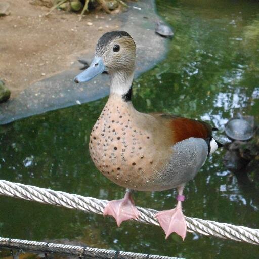 Yvilion's profile picture. Rocksmith 2014,