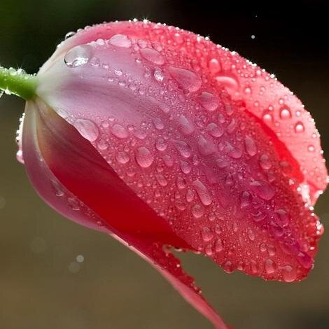 Inocencia_G's profile picture. ideas:Professional tv ninja ...