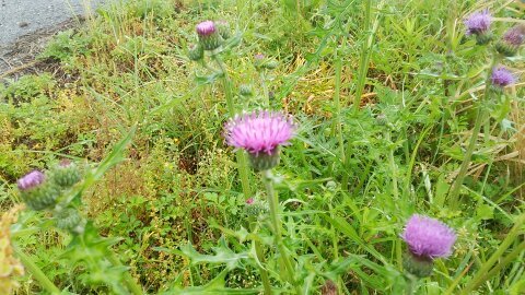 Fumi-Higashi(子ども達を笑顔に)