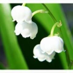 SaraL33Smith's profile picture. Lifelong food ninja : . professional,  Problem solver