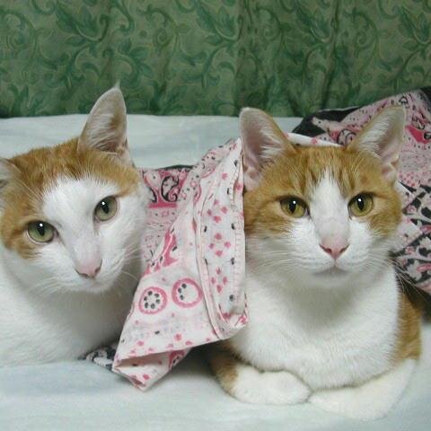 かっちゃんさんのプロフィール画像