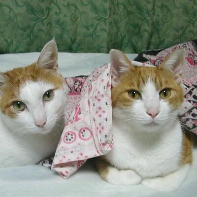 かっちゃんページ かっちゃん (@ohnok1) / Posts / X