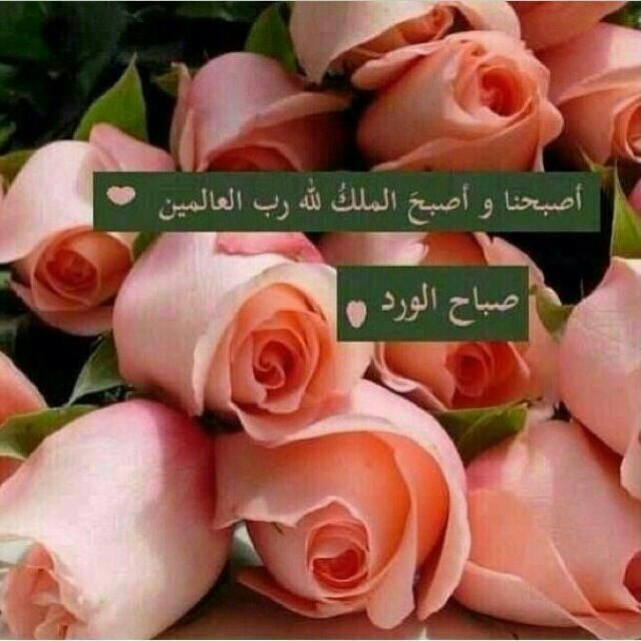 الممثله مياده الصالح مشاركه في عملين اهل البلد وانتي طالق