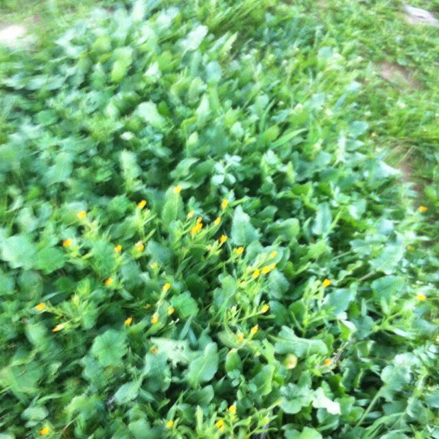 راجي عفو ربه ثم رضى والده