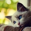 猫背 (@08033637930) Twitter