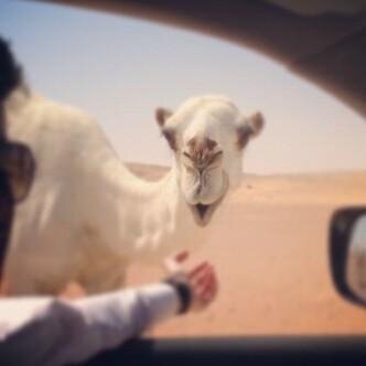 ﻁﮨﻋي اﺣﺗرم וﻟﻛل ، ﻟﻳس ﺿﻋف ﻣﻧي ﻟﻛن ﮪﻧاك ﻣن ﺗﻋب ﻓي ﺗرﮨﻳﺗـي ..