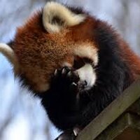 Liam Miller (@liamisaredpanda) 's Twitter Profile Photo