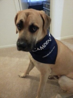Learning and Development Manager for Camden!