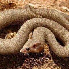 RenewableBishal's profile picture. 