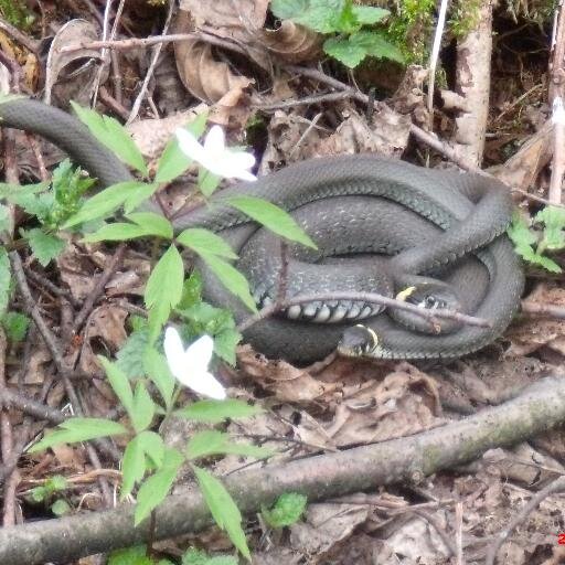 kptainsalsa's profile picture. Documentaliste dans l'enseignement agricole, multi-passionné (politique, danses latines, musique, littérature, spectacles vivants, jardinage, etc.).