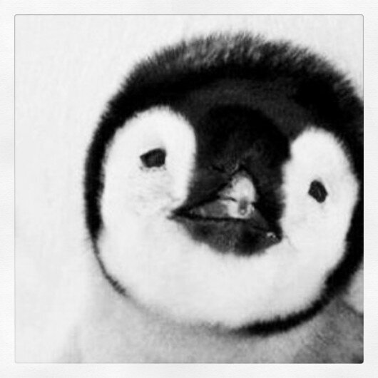 timo ~ 13 ~ gamen ~ youtube ~ sexbudy van @yeahhsowii ~ pinguïns