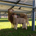 CuckmereSolar (@cuckmeresolar) Twitter profile photo CuckmereSolar (@cuckmeresolar) Twitter profile photo