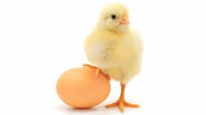 LadunFarms's profile picture. All about fresh farm produce