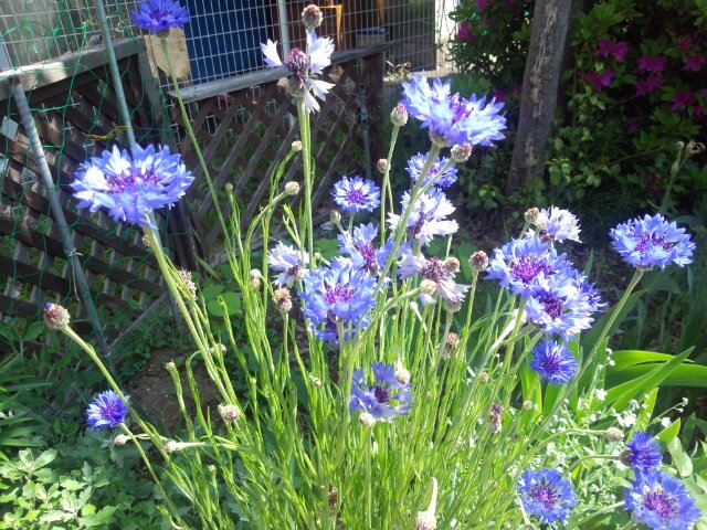 bluecesky's profile picture. Thankx.  Close this account forever.