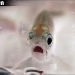 Feeling like a fish out of the water