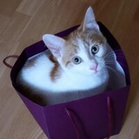 Lattice PR (@latticepr) 's Twitter Profile