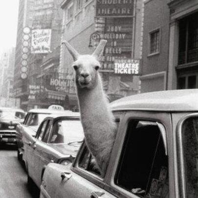 lanceleur_t's profile picture. La vie ne se mesure pas au nombres de respirations prises, mais aux musiques écoutées qui nous ont coupées le souffle..