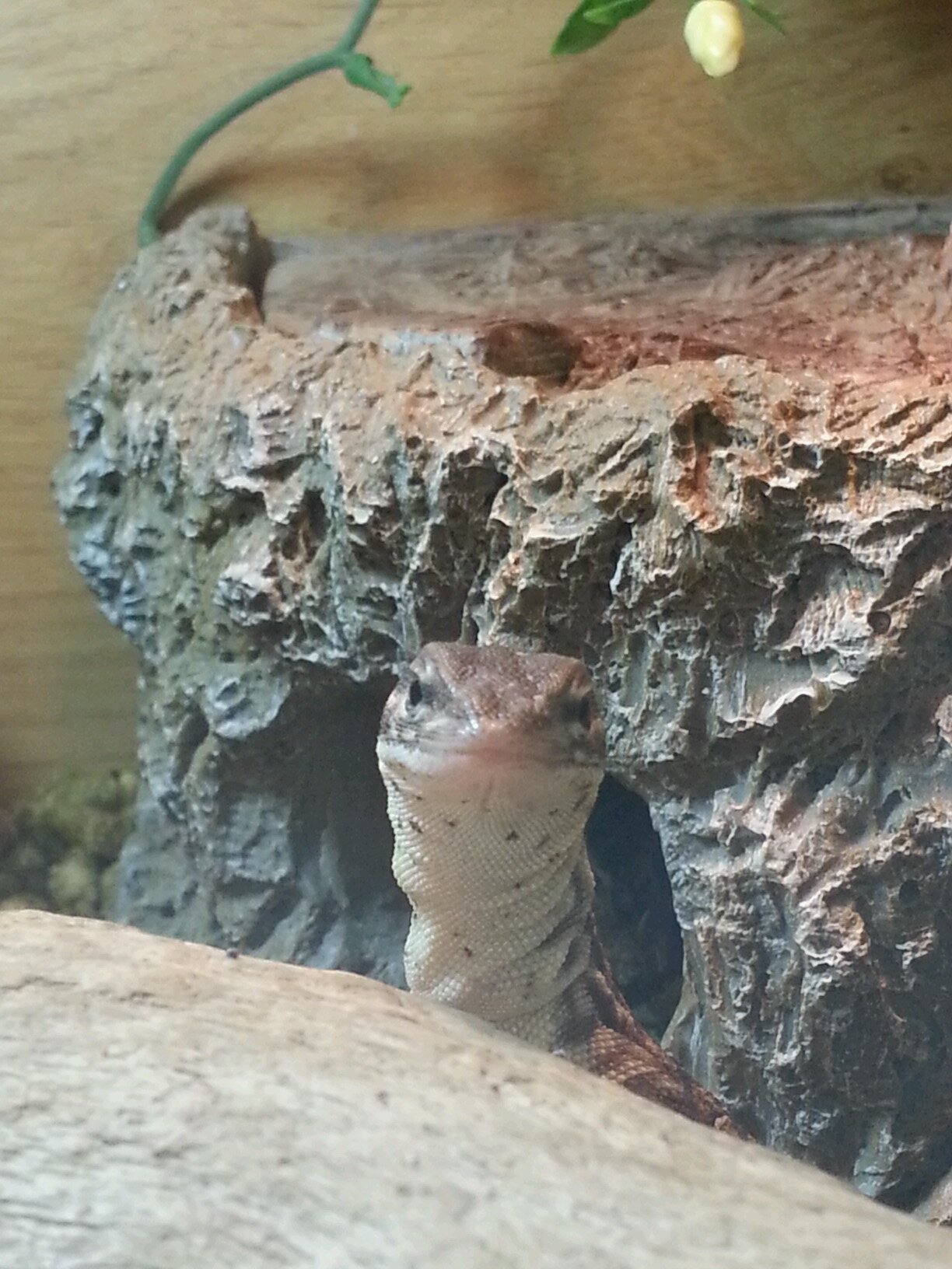 reptile shop erdington