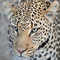 Emanuel Kanal (@ekanal) 's Twitter Profile