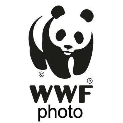 Hier twittert Janna, Bildredakteurin des @wwf_deutschland / picture desk from WWF Germany